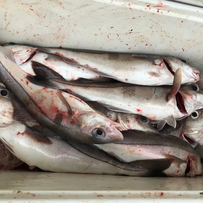 a close up of a fish