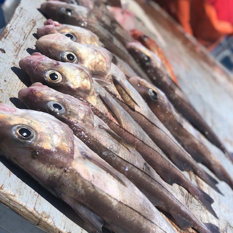 a close up of a fish