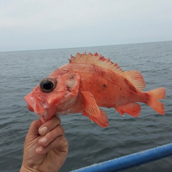 a fish swimming under water