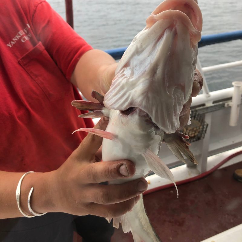a person holding a fish in the water