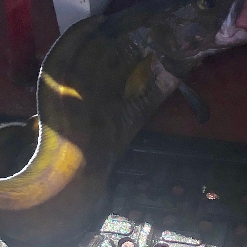 a close up of a fish