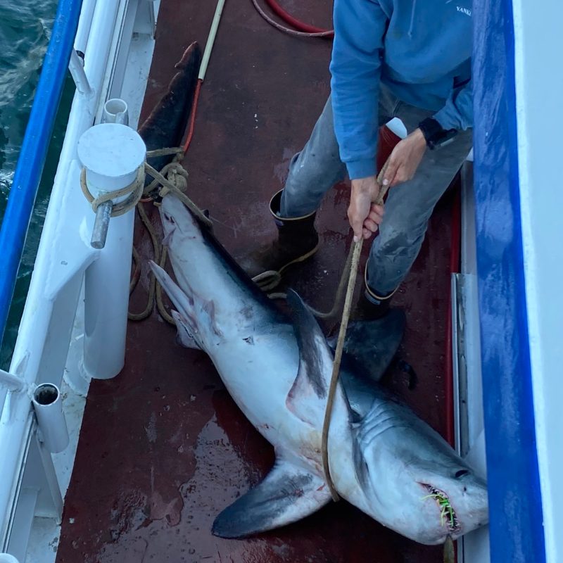 a person holding a fish