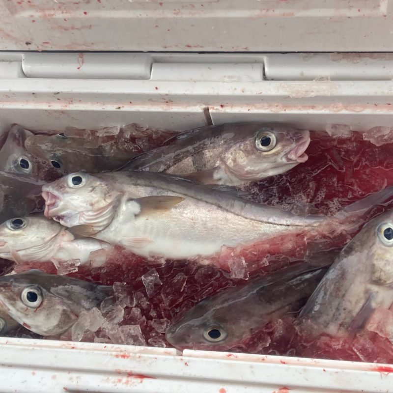 a close up of a fish