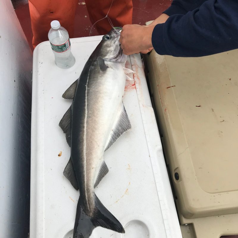 a person holding a fish