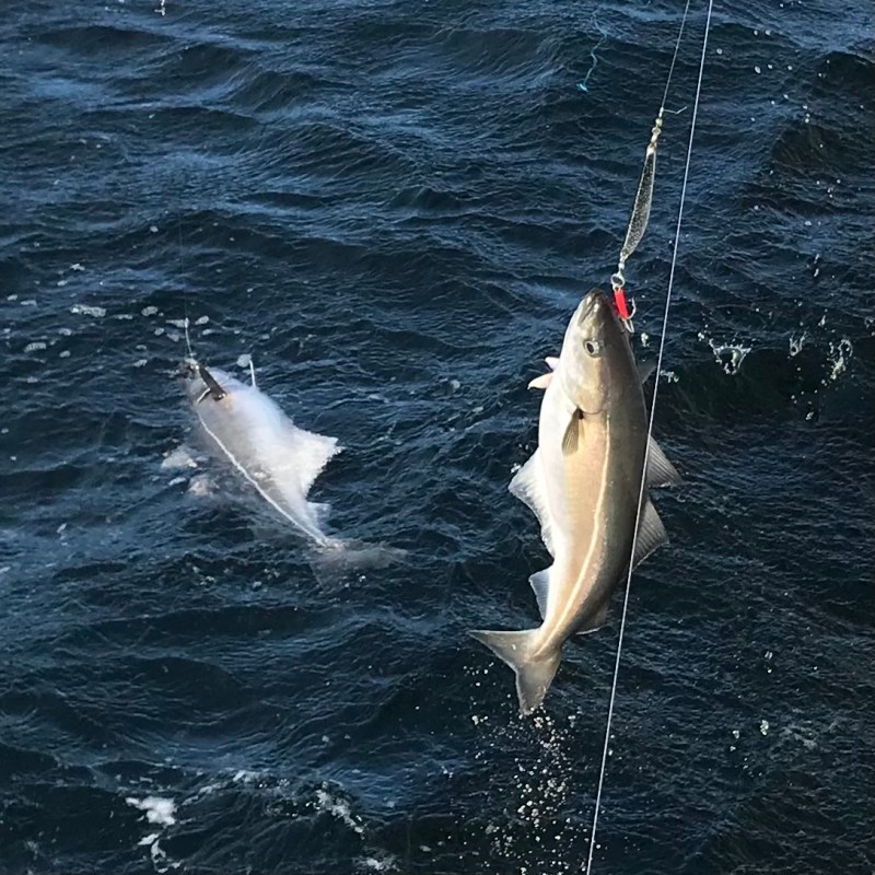 a fish located in a body of water