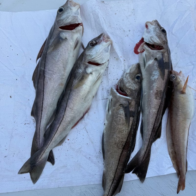 Six fish laid out on a white surface.