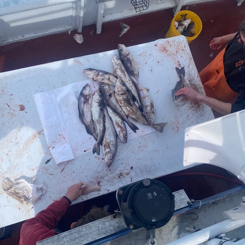 People cleaning fish on a boat with tools and a yellow bucket nearby.