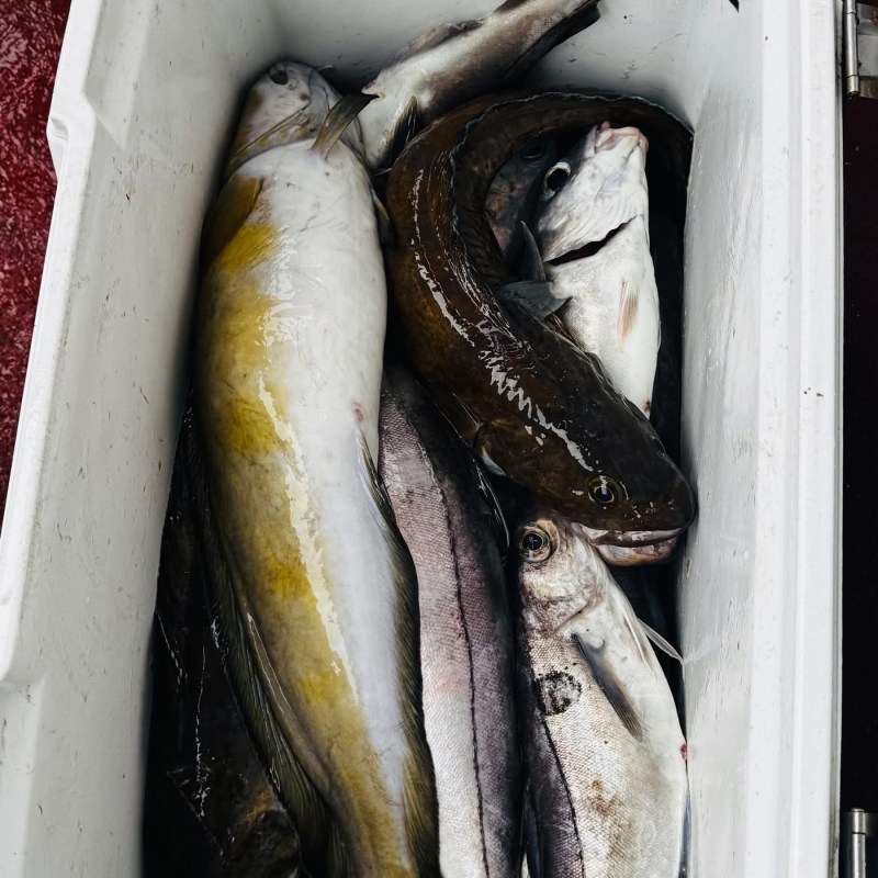 Various fish inside a white cooler.