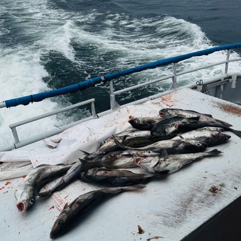 Several fish on a boat deck with ocean and seagulls in background.