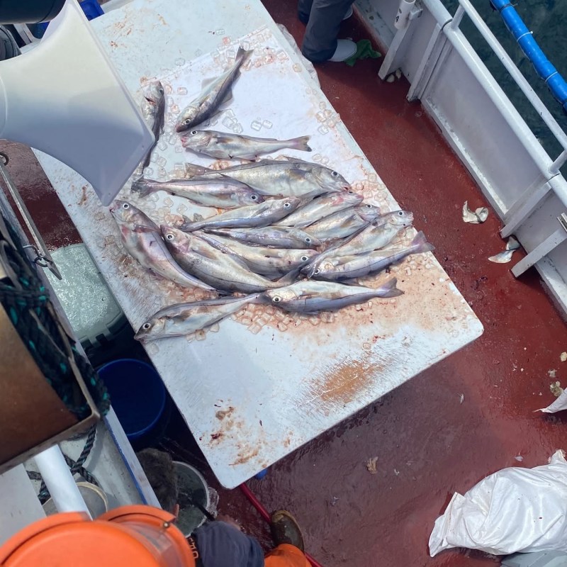 A table on a boat filled with freshly caught fish.