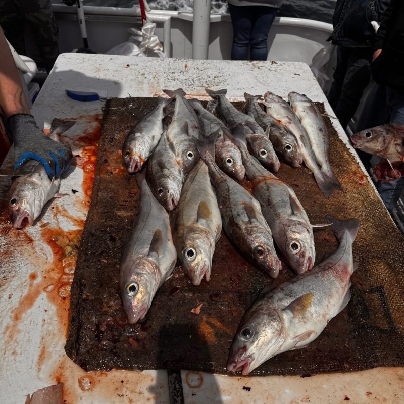 Several fish on a mat on a boat deck, with people nearby.