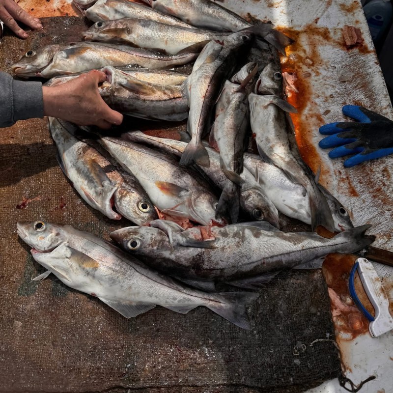 Several fish on a tarp with hands organizing them.