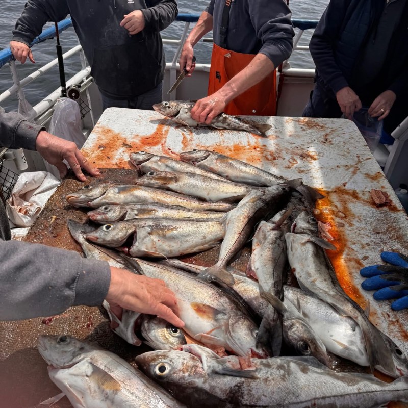 Group of people handling fish on a boat's deck table.