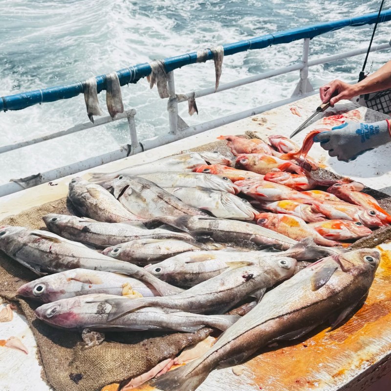 Freshly caught fish laid out on a boat deck next to the sea.