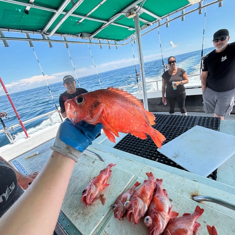 Person holds a red fish on a boat deck with more fish below.