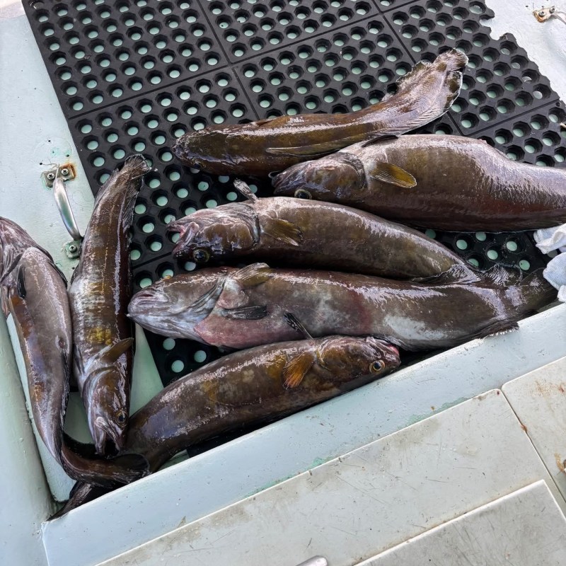 Several fish on a mat in an outdoor setting.