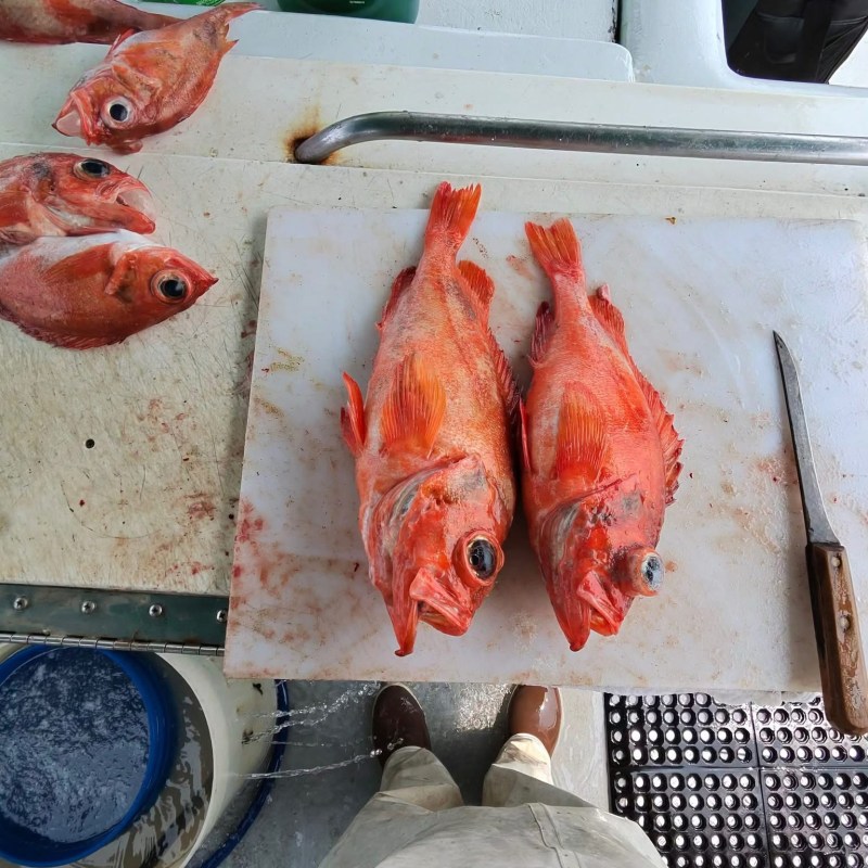 Two red fish on a cutting board with cleaning supplies nearby.