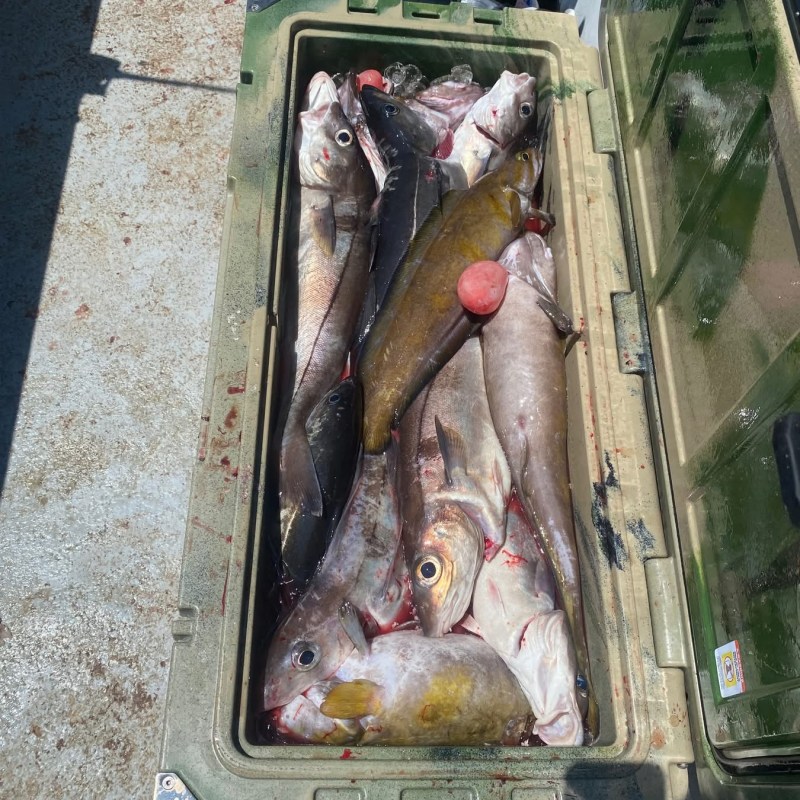 Cooler filled with various freshly caught fish on a boat.