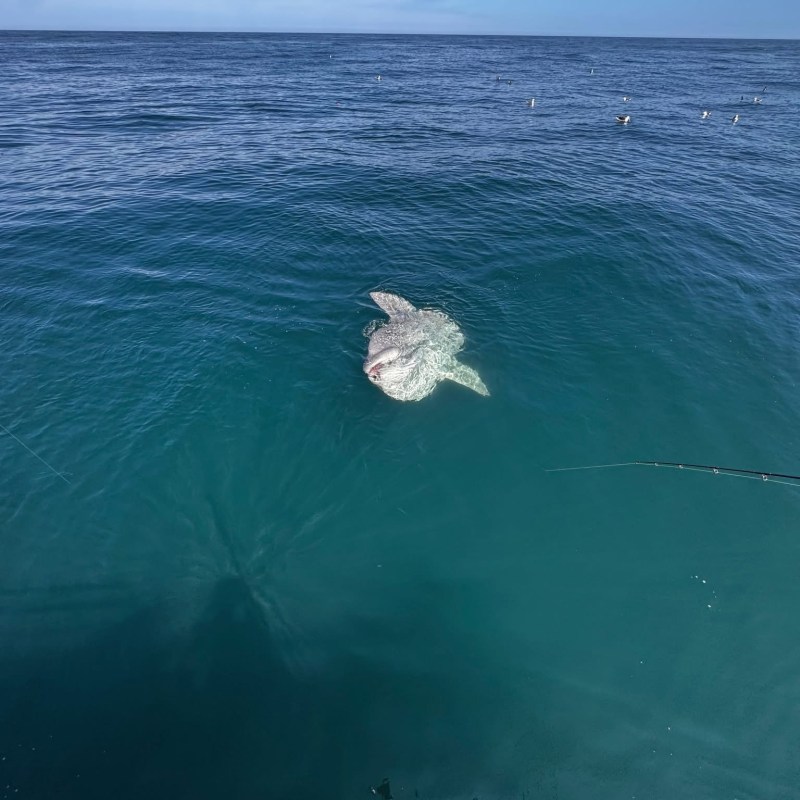 Turtle swimming in the ocean under a clear blue sky.