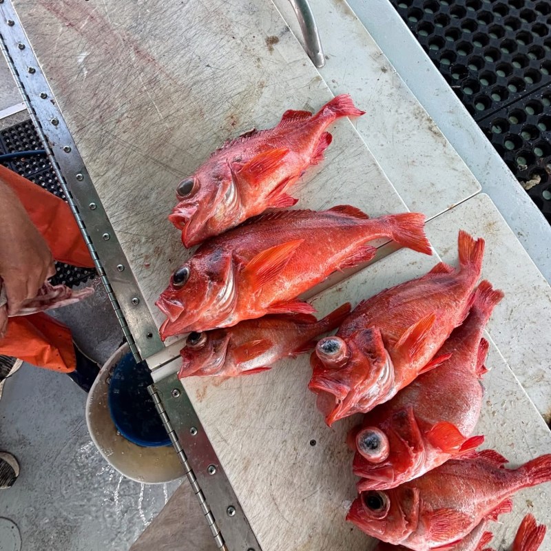 Several red fish on a boat's cutting board.