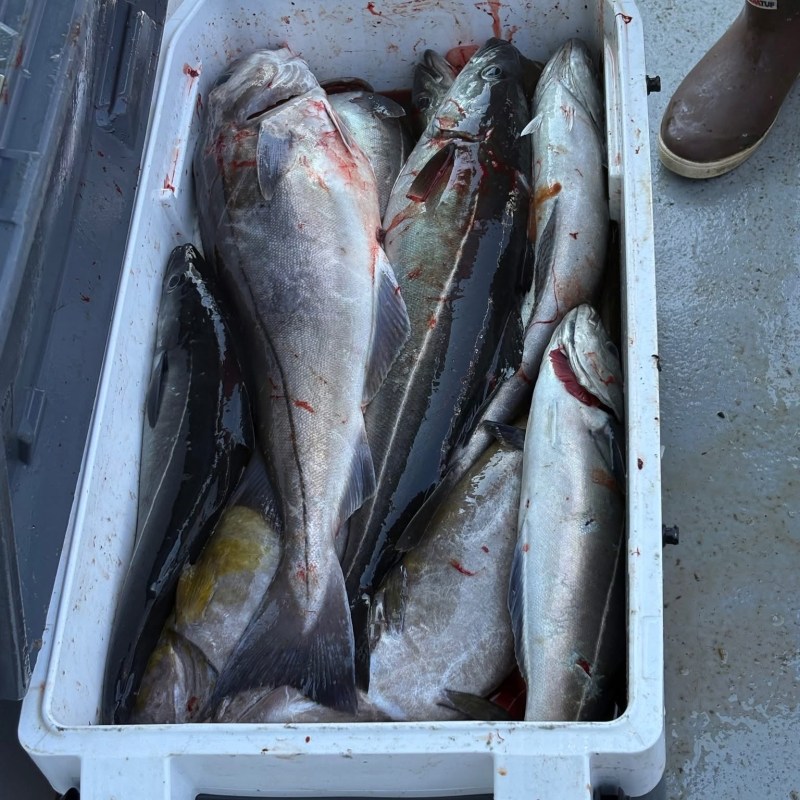 Several large fish in a white cooler on a boat deck.
