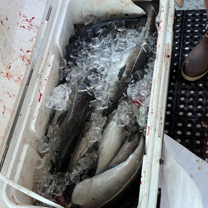 Cooler filled with fish and ice on a boat deck.