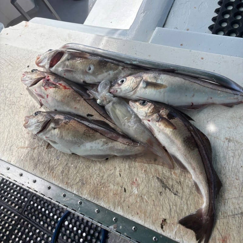 Several fish lying on a cutting board on a boat deck.