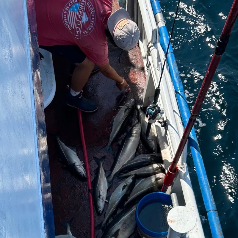 Person on boat deck arranging caught fish near railing.