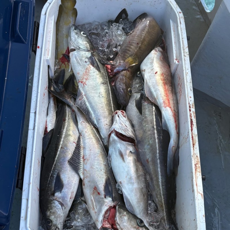 Cooler filled with various fish on ice, on a boat deck.