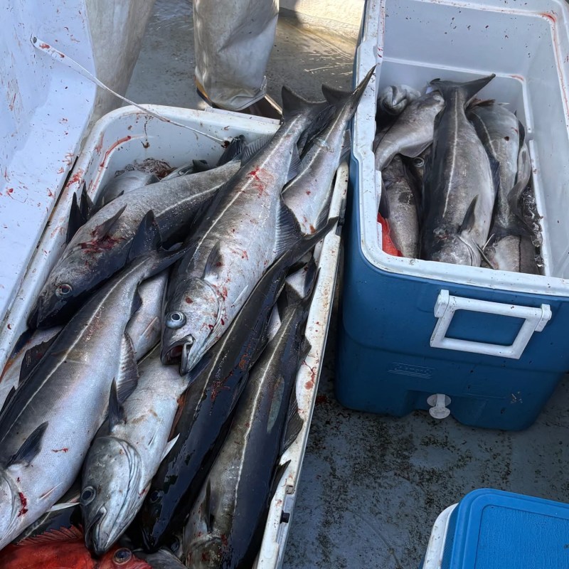 Coolers on a boat filled with freshly caught fish.