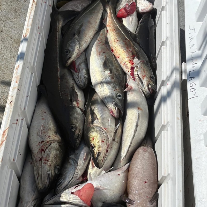 Cooler filled with various freshly caught fish, some with visible blood.