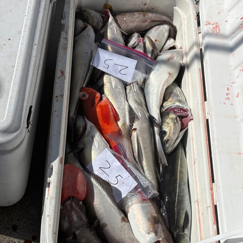 Cooler filled with various caught fish and numbered tags.