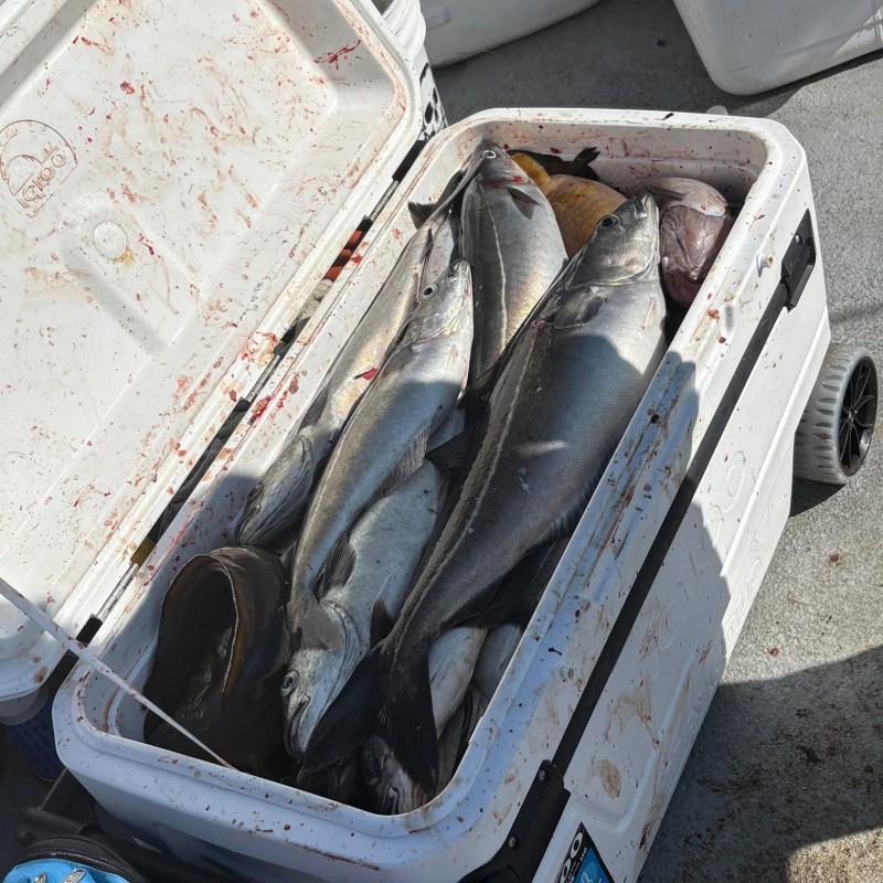 Cooler filled with large fish on a boat deck.