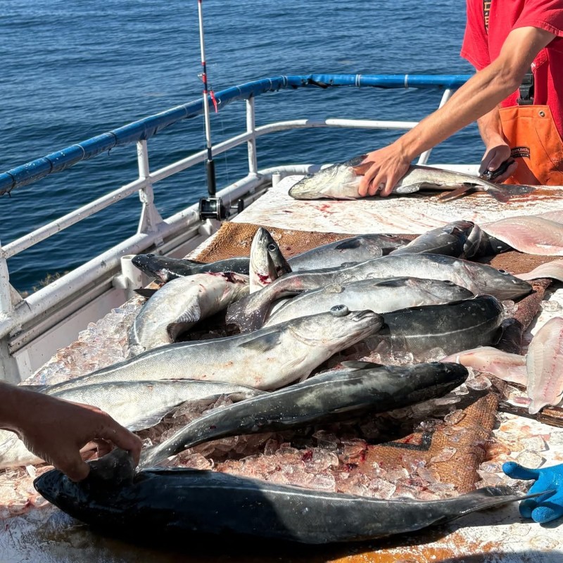 People sorting fish on a boat deck with ocean in background.